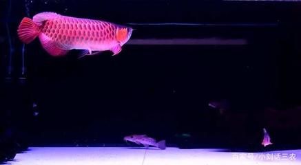 紅龍魚的須子斷了，還能長出來嗎？：紅龍魚的須子斷了還能長出來嗎紅龍魚的須子斷了還能長出來嗎