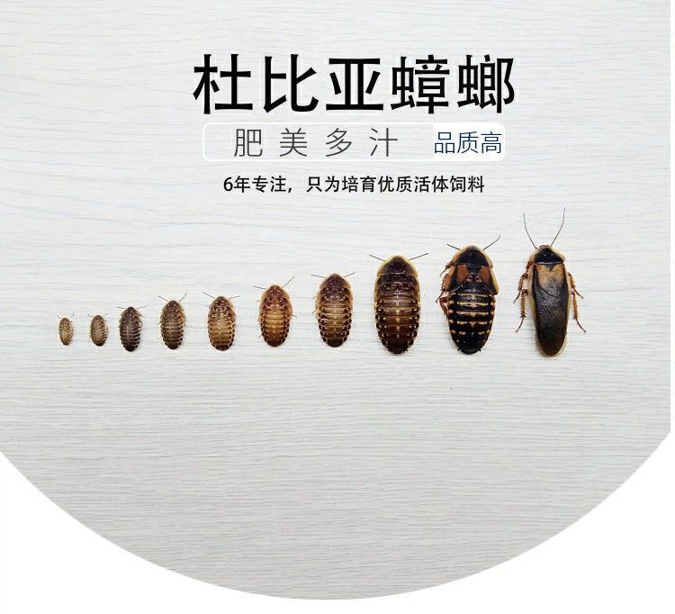 龍魚最小養(yǎng)缸尺寸相關(guān)信息：養(yǎng)小龍魚需要注意水質(zhì)管理和喂食方式：龍魚最小養(yǎng)缸尺寸 龍魚百科 第2張