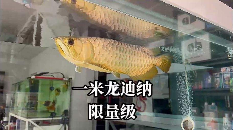 迪納金龍限量迪納金龍180x70兔缸上濾中：一米龍迪納金龍 觀賞魚論壇