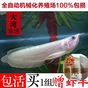 金龍魚魚苗飼養(yǎng)難度并不高：金龍魚魚苗好養(yǎng)嗎，