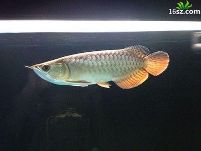 龍魚20天不吃東西會死嗎，龍魚20天沒吃東西會死嗎：龍魚20天不吃東西了會死嗎 龍魚百科 第1張