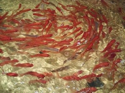 黃石國家公園龍魚群：黃石國家公園是一個(gè)怎樣的存在？