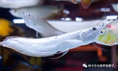 養(yǎng)銀龍魚的最佳溫度是多少，：養(yǎng)銀龍魚的最佳溫度是多少養(yǎng)銀龍魚的最佳溫度是多少