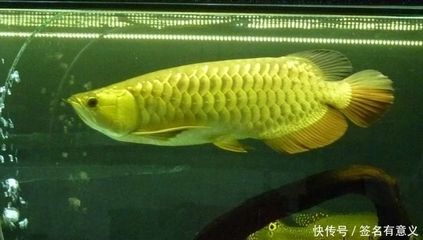 金龍魚是雜交魚嗎，：金龍魚在自然狀態(tài)下并不是雜交魚然而是雜交魚嗎 龍魚百科 第2張