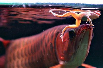 龍魚長期喂蝦可以獲得豐富的營養(yǎng)素：龍魚一直吃蝦好嗎 龍魚百科 第3張