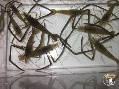龍魚不吃河蝦怎么辦龍魚不吃河蝦怎么辦解決方法:龍魚不吃河蝦怎么辦龍魚不吃河蝦怎么辦解決方案 龍魚百科 第1張 龍魚不吃河蝦怎么辦龍魚不吃河蝦怎么辦解決方法:龍魚不吃河蝦怎么辦龍魚不吃河蝦怎么辦解決方案 龍魚百科 第1張