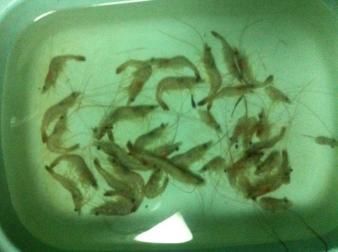 龍魚不吃河蝦怎么辦龍魚不吃河蝦怎么辦解決方法:龍魚不吃河蝦怎么辦龍魚不吃河蝦怎么辦解決方案 龍魚百科 第3張 龍魚不吃河蝦怎么辦龍魚不吃河蝦怎么辦解決方法:龍魚不吃河蝦怎么辦龍魚不吃河蝦怎么辦解決方案 龍魚百科 第3張