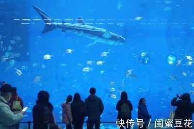 虎鯨和巨型金龍魚，誰更厲害？：探討虎鯨（orcinusorca）和巨型金龍魚之間的差異