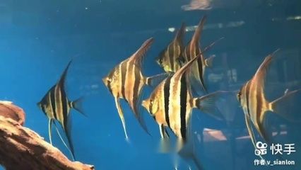 馬來西亞祥龍魚場：專注龍魚40年：馬來西亞祥龍魚場專注龍魚40年