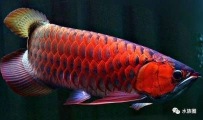 如何控制好龍魚(yú)缸水質(zhì)的關(guān)鍵因素和方法和方法：如何控制好龍魚(yú)缸水質(zhì) 龍魚(yú)百科 第3張