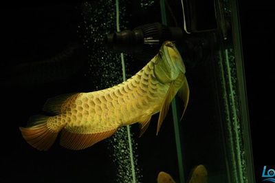 和金龍魚(yú)一樣的魚(yú)是什么魚(yú)，：和金龍魚(yú)一樣的魚(yú)是什么魚(yú)是什么魚(yú)是什么魚(yú)