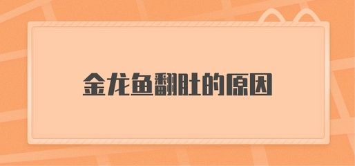 金龍魚突然翻肚金龍魚突然翻肚：金龍魚突然翻肚子