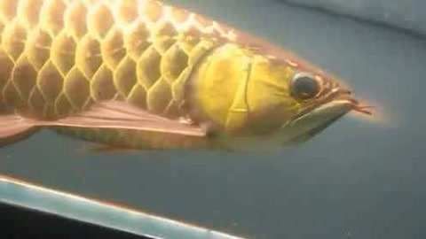 金龍魚(yú)的眼睛顏色是如何決定的？：金龍魚(yú)的眼睛顏色可以反映其健康狀況以及生活環(huán)境因素