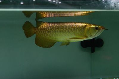 金龍魚(yú)的眼睛顏色是如何決定的？：金龍魚(yú)的眼睛顏色可以反映其健康狀況以及生活環(huán)境因素