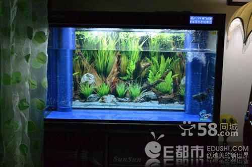 龍魚缸合適尺寸：養(yǎng)龍魚選擇合適的魚缸尺寸 龍魚百科