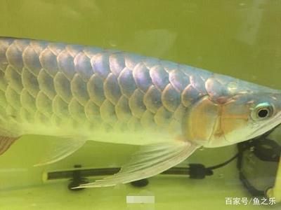 紅龍魚(yú)多久發(fā)色完成正常紅龍魚(yú)發(fā)色完成時(shí)間的信息：紅龍魚(yú)多久發(fā)色完成 龍魚(yú)百科 第2張