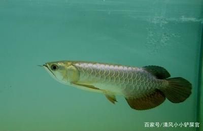 養(yǎng)龍魚水質(zhì)ph值標(biāo)準(zhǔn)：養(yǎng)龍魚時水質(zhì)ph值的標(biāo)準(zhǔn)是6.5-7.5-7.5