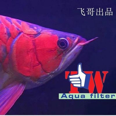 養(yǎng)龍魚水質(zhì)ph值標(biāo)準(zhǔn)：養(yǎng)龍魚時水質(zhì)ph值的標(biāo)準(zhǔn)是6.5-7.5-7.5