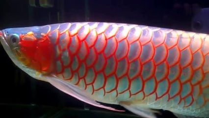 野生紅色金龍魚的介紹：野生紅色金龍魚是什么？ 龍魚百科 第3張