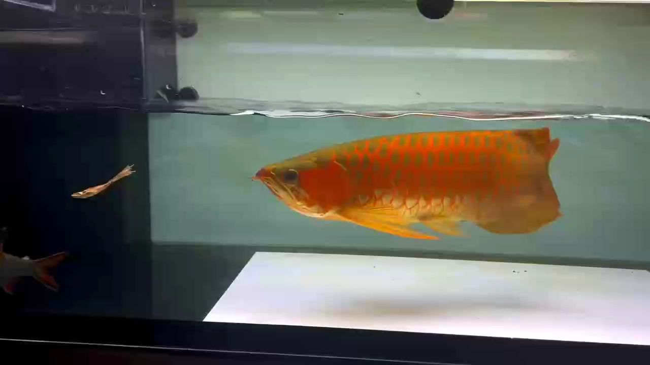 亞成紅龍魚(yú)48公分，滿腮差不多滿片狀態(tài)，非常漂亮：亞成紅龍魚(yú) 觀賞魚(yú)論壇