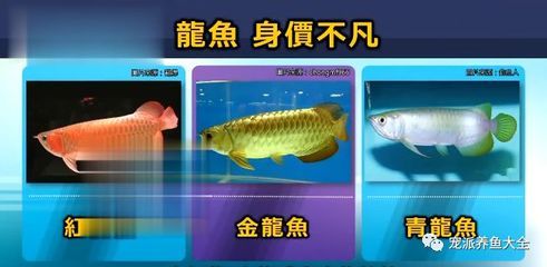 純白龍魚(yú)，一種非常獨(dú)特且珍貴的觀賞魚(yú)：純白龍魚(yú)是一種非常獨(dú)特且珍貴的觀賞魚(yú) 龍魚(yú)百科 第2張