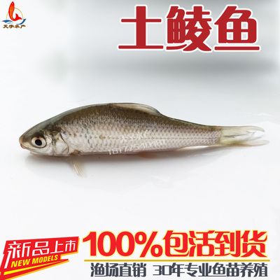 龍魚的拼音是：龍魚的拼音怎么拼音怎么拼音怎么拼：龍魚拼音怎么拼