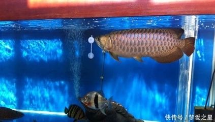 養(yǎng)龍魚真的可以改變風(fēng)水嗎為什么不好養(yǎng)龍魚不好：養(yǎng)龍魚可以改變風(fēng)水嗎 龍魚百科 第3張