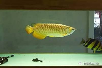 金龍魚和紅龍魚的壽命相對較長，可以活40-50年，需要注意什么：紅龍魚和金龍魚的壽命對比