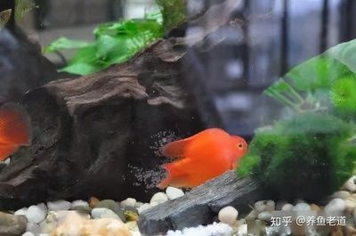 飼養(yǎng)鸚鵡魚需要注意以下幾點鸚鵡魚和銀龍魚需要注意以下幾點：觀賞魚鸚鵡和銀龍魚怎么養(yǎng) 龍魚百科 第3張