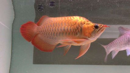 價(jià)值百萬(wàn)的龍魚(yú)排名榜前十名：錦鯉樓蘭是日本紅白錦鯉：價(jià)值百萬(wàn)的龍魚(yú)排名榜