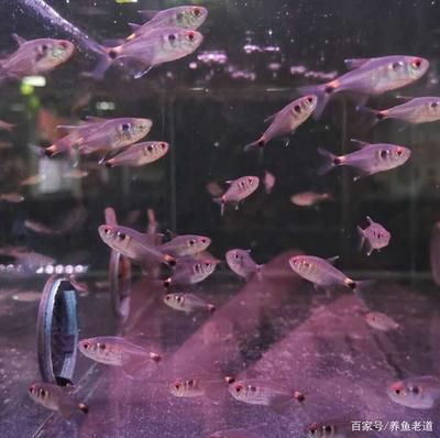 小魚缸養(yǎng)龍魚的注意事項：小魚缸養(yǎng)龍魚是不是養(yǎng)不大， 龍魚百科 第2張