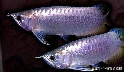 龍魚(yú)哪種最貴最好看：紅龍魚(yú)和金龍魚(yú)哪種最貴最好看飼養(yǎng)注意事項(xiàng) 龍魚(yú)百科 第2張