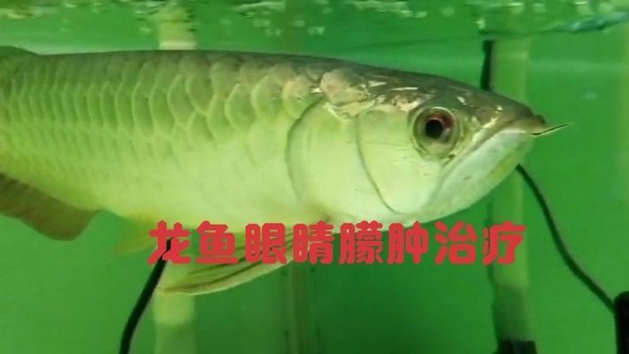 龍魚眼睛腫脹能自愈嗎龍魚眼睛腫脹能自愈嗎：龍魚眼睛腫脹能自愈嗎