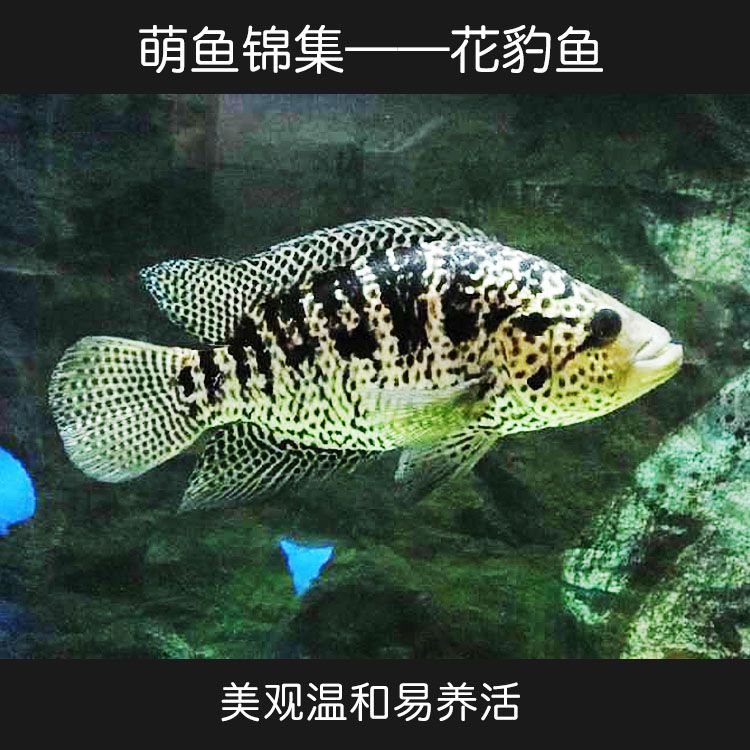 適合與龍魚混養(yǎng)的魚類有哪些？：適合與龍魚混養(yǎng)的魚類