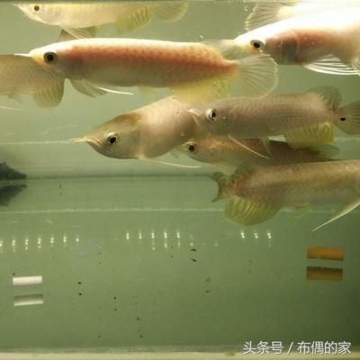 龍魚過(guò)背、高背和低背龍魚的區(qū)別：過(guò)背、高背和低背龍魚的區(qū)別 龍魚百科 第2張