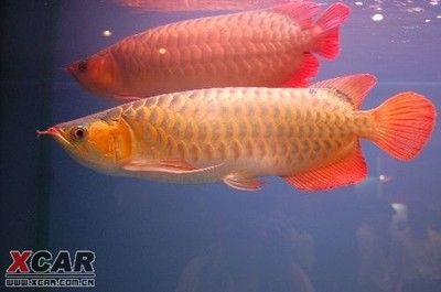 一米長的龍魚是一個怎樣的存在？：一米的龍魚是一個怎樣的體型？ 龍魚百科 第2張