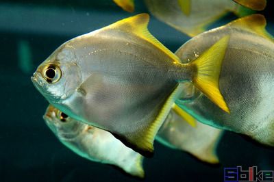 黃鰭鯧魚(yú)能和龍魚(yú)混養(yǎng)嗎：黃鰭鯧魚(yú)和龍魚(yú)可以混養(yǎng)嗎黃鰭鯧魚(yú)可以混養(yǎng)嗎 龍魚(yú)百科 第2張