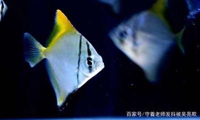 黃鰭鯧魚(yú)能和龍魚(yú)混養(yǎng)嗎：黃鰭鯧魚(yú)和龍魚(yú)可以混養(yǎng)嗎黃鰭鯧魚(yú)可以混養(yǎng)嗎