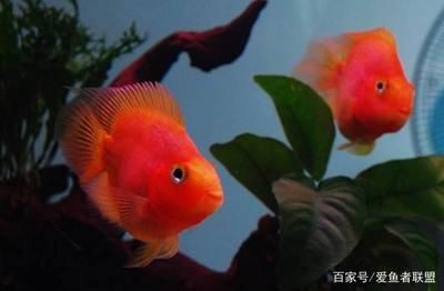 鸚鵡魚(yú)和龍魚(yú)混養(yǎng)注意事項(xiàng)財(cái)神鸚鵡和龍魚(yú)混養(yǎng)注意事項(xiàng)：鸚鵡和龍魚(yú)可以混養(yǎng)嗎 龍魚(yú)百科 第3張