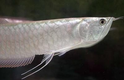 龍魚(yú)喂小魚(yú)需要消毒嗎？：龍魚(yú)喂小魚(yú)是否需要消毒并不是一個(gè)絕對(duì)的問(wèn)題 龍魚(yú)百科