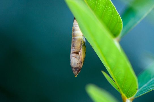 紅龍魚和蝴蝶鯉的混養(yǎng)在某些情況下是可行的，以下是可行的：紅龍魚和蝴蝶鯉可以混養(yǎng)嗎？