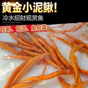 金龍魚屬于熱帶淡水觀賞魚，而不是冷水魚，而是熱帶淡水觀賞魚：金龍魚屬于冷水魚嗎 龍魚百科 第2張