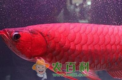 紅龍魚最適宜的水質(zhì)條件是什么：紅龍魚什么水質(zhì)最好養(yǎng)活 龍魚百科 第2張