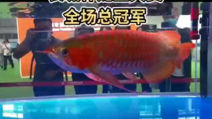 龍魚比賽，總獎(jiǎng)金高達(dá)72萬，全球頂級(jí)龍魚賽事來了?。喝蝽敿?jí)龍魚賽事來了 龍魚百科 第3張