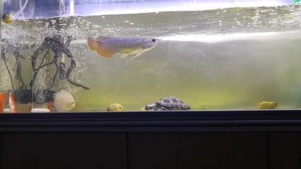 高背金龍魚一年能長多大魚一年能長多大魚：高背金龍魚一年能長多大