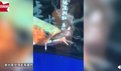 龍魚食欲不振怎么辦：龍魚的食欲不振怎么辦 龍魚百科 第3張