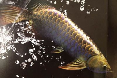 龍魚沉頭的治療方法：龍魚沉頭怎么治療 龍魚百科 第3張