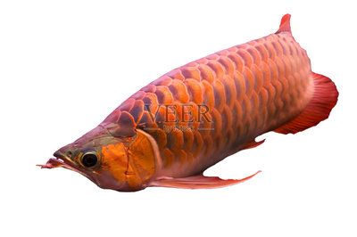 龍魚(yú)能吃嗎？：龍魚(yú)中存在紅色品種且在歷史上曾被用作食物然而非食用