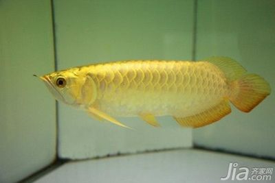 飼養(yǎng)金龍魚需要考慮水質(zhì)、喂食、水溫和容器等多因素：金龍魚怎么養(yǎng)才正確，金龍魚飼養(yǎng)方法