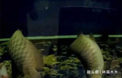 龍魚死亡后為什么有時會復(fù)活，龍魚死亡后不可能真正復(fù)活：龍魚在死亡后為什么會出現(xiàn)復(fù)活的現(xiàn)象？